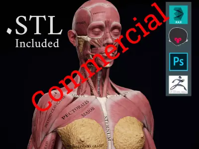 Female Anatomy Kit Commercial License Low-poly 3D model