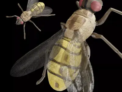 Housefly fully rigged low poly Low-poly 3D model