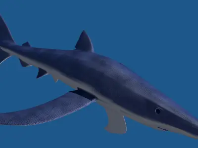 Blue Shark 3D model