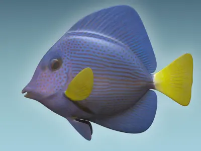 Zebrasoma Fish 4 3D model