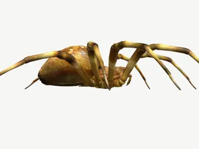 Orb Weaver Spider Low-poly 3D model
