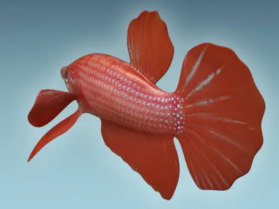 Betta Fish 6 3D model