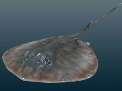 Stingray Fish Rig Low-poly 3D model