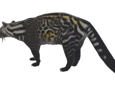 African Civet Low-poly 3D model