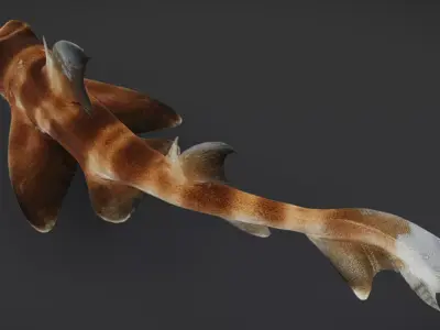 Realistic Bullhead Shark Animated 3D model
