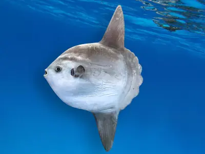 Sunfish Animated Low-poly 3D model