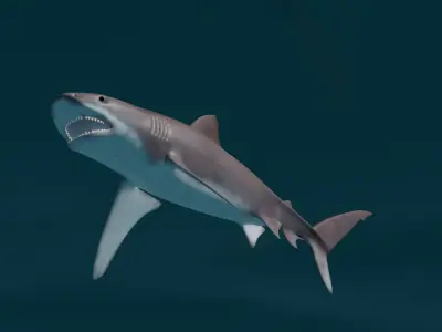 Tiger shark  3D model