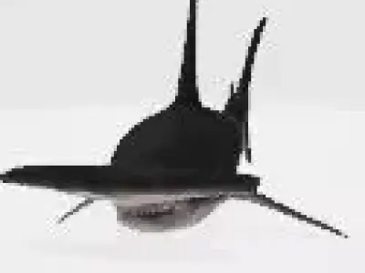 3D Hammerhead Shark Low-poly 3D model