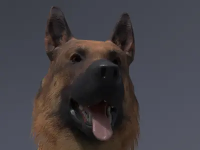 German Shepherd Low-poly 3D model