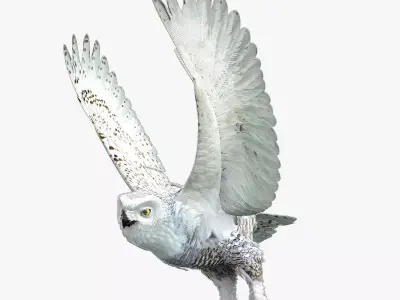Snowy Owl - rigged - animated 3D model
