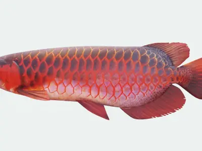 Red dragon fish Low-poly 3D model