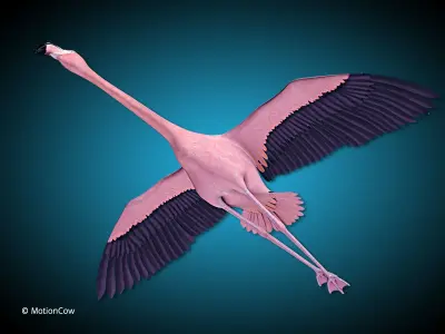 Flamingo Pink - Flight 3D model