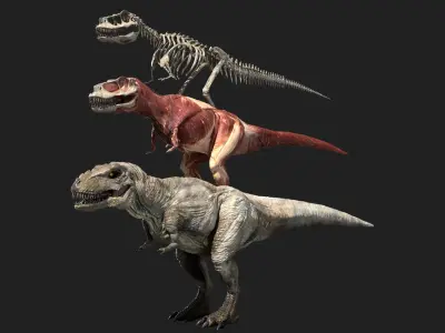 Tyrannosaurus Rex Anatomy 3D model