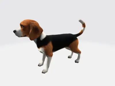3d Model Asian Young Cute Beagle Dog High Resolution 3D model