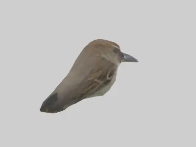 Sparrow Beak 3D model