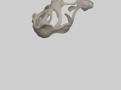 Hippo Pelvis Low-poly 3D model