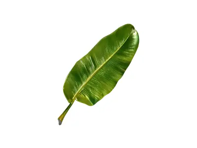 Banana Leaf 3D Model Low-poly 3D model