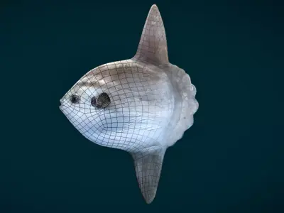 Sunfish Animated Low-poly 3D model