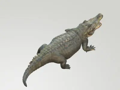 Florida Swamp Alligator 3D model