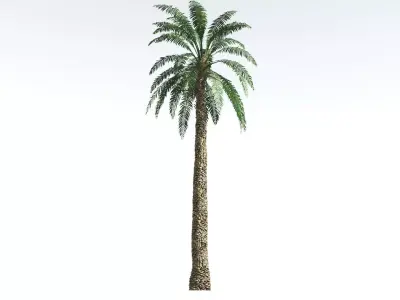 EVERYPlant Date Palm 3 --16 Models-- 3D model