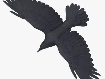 Crow 3 Poses 3D model