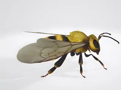 3d hiperrealistic bee 3D model