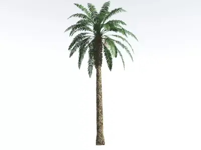EVERYPlant Date Palm 4 --16 Models-- 3D model