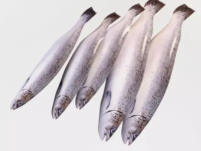 Semga Fish 3D model