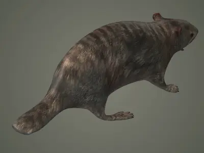 animal mammal groundhog rodent beaver squirrel  3D model