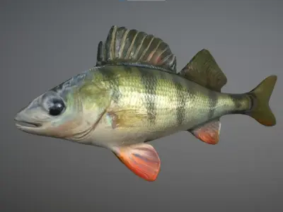 Bass - Fish Free low-poly 3D model