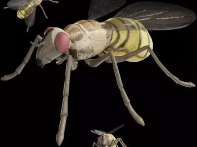 Housefly fully rigged low poly Low-poly 3D model