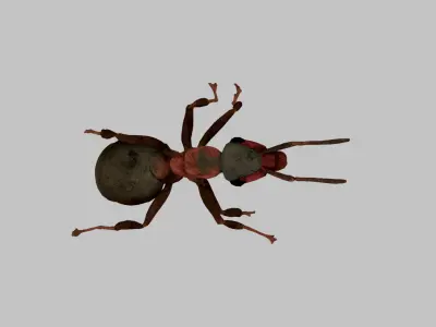 Red Ant Low-poly 3D model