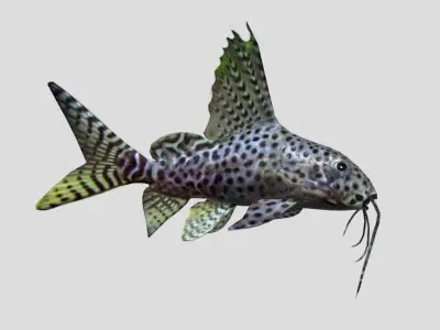 Synodontis Eupterus Low-poly 3D model