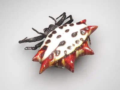 Gasteracantha Spider 3D model