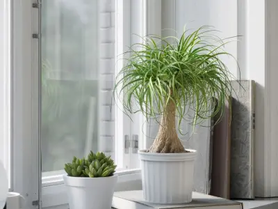  Ponytail Palm Plant Model 