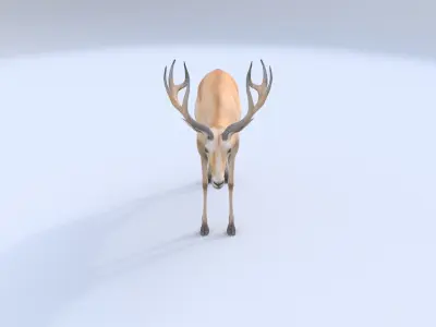 Saiga Antelope 3D model
