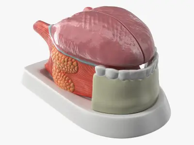Human Tongue Anatomy Model 3D model