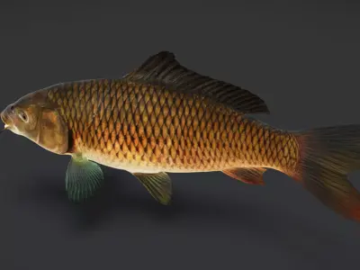 Common Carp - Cyprinus Carpio Realistic Animated 3D model