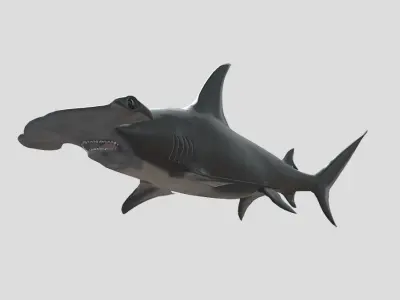 Hammerhead Shark Animated Low-poly Low-poly 3D model