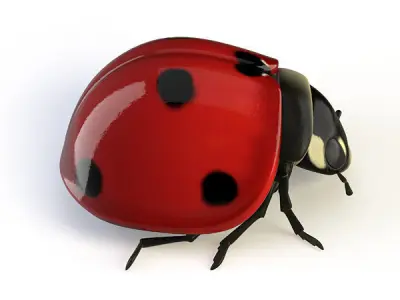 Ladybird ladybug 3D model