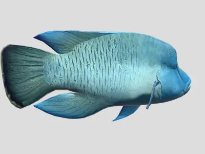 Napoleon Fish  Low-poly 3D model