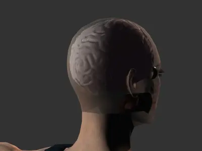 Brain model human Low-poly 3D model