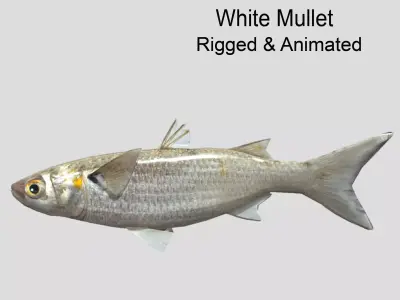 White Mullet Low-poly 3D model