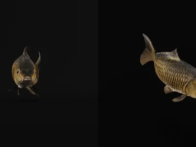 Common Eurasian Carp Fish Low-poly 3D model