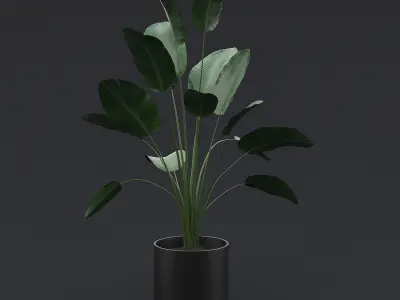 Bird Of Paradise I 3D model