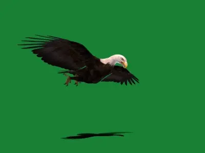 Bald Eagle BIrd 3D model