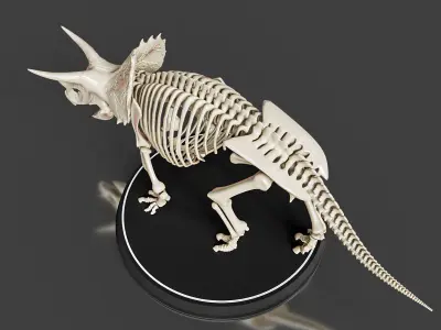 Triceratops Skeleton - Realistic Prehistoric Fossil 3D model