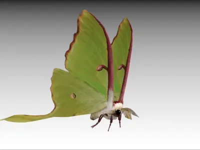 Luna Moth Low-poly 3D model