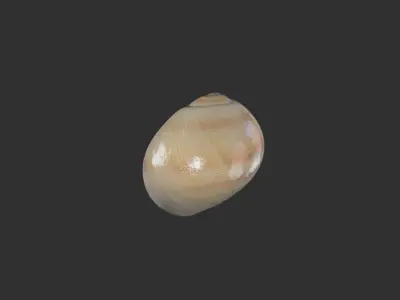 Sea Shell 1 3D model