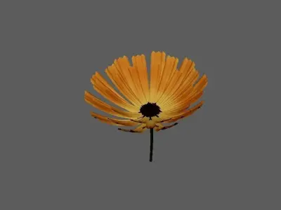 calendula Flower 3d model  3D model